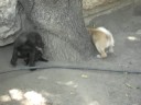 the greek puppys