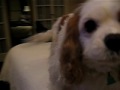 Buddy and Harry - What Is Tele Icon