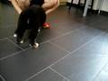 Boyero de Berna video