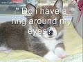 ADORIBBLE PUPPIES