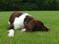 Teun down in green grass