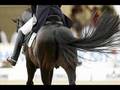 Video ansehen