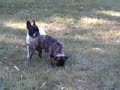 french bulldog approaching