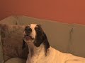 German Short-Haired Pointer