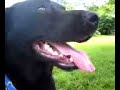 Black dog panting Black dog panting
