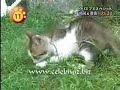 Mavuk