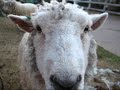 When Sheepbell Rings   ??????????????