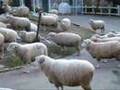 When Sheepbell Rings 羊がすいこまれるというしくみ