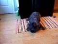 videos de I Have to Play with My Food First!
