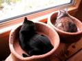 videos de Badger & Stormy