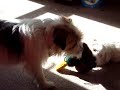 Rupert the Dog - Duck Wars