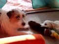 Rupert the Dog - Duck Wars