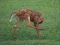 Through My Lens 2 -  Wildlife
