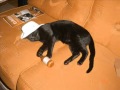Skid o gato