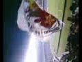 10º pelotao representando no Fla x flu ....voltando com tudoooo