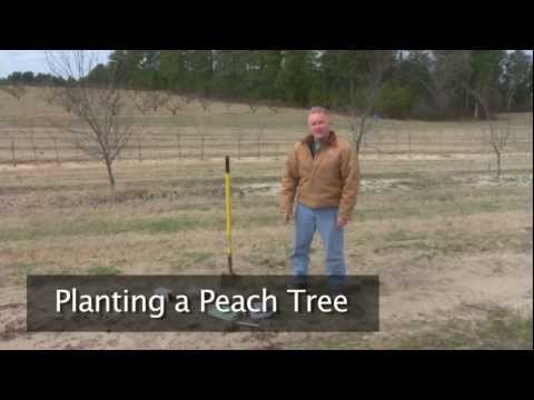 how to grow a peach tree