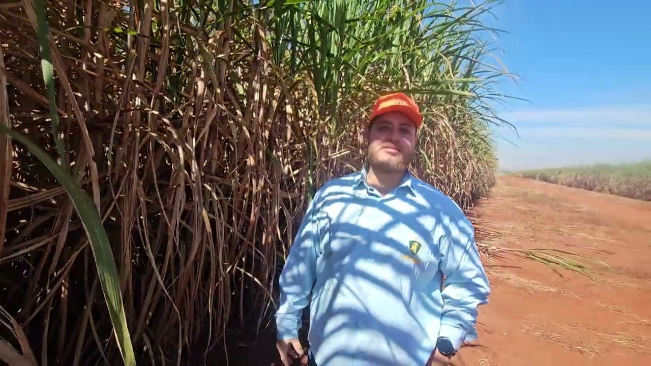 São Jorge Agronegócio reforça manejo para conter plantas daninhas e pragas no canavial