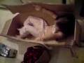 videos de malvina