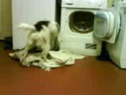 Watch 'Dog Gets Blankie From Dryer'