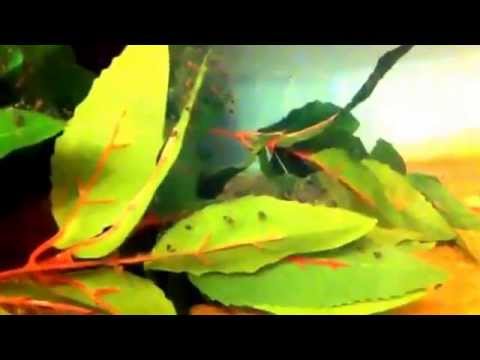 how to care axolotl