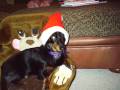 The Life of Roxyie The Dacshund The Life of Roxyie The Dacshund