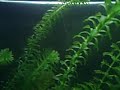 Bolhas naturais no aquario plantado. 