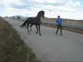 Caballo Lan Destacado