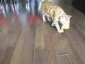 Bengal Cat Plays Fetch