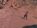 Lions Back, Moab