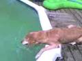 videos de la piscine.