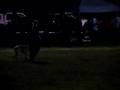 Boerboel video