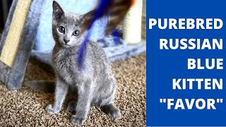 Picking Up My Russian Blue Kitten From The Airport! | Favor The Cat