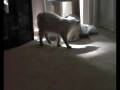 videos de Cat Wrestling