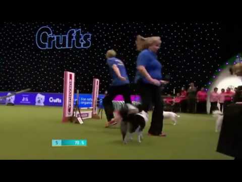 Weald Crufts team 2017