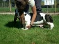 cool training with bassets at the kennel