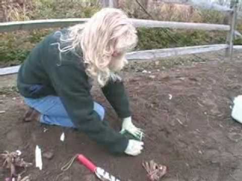 how to replant peonies