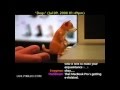 Will You Adopt a USB Humping Dog?