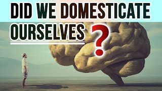 Did We Domesticate Ourselves? Questions on Human Self Domestication & Declining Brain Size