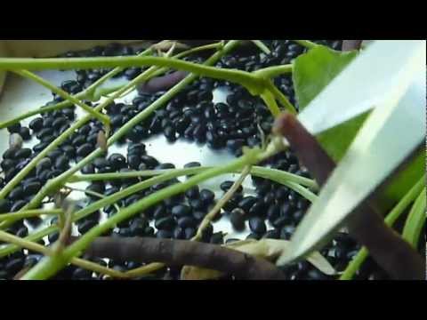 how to harvest dry beans
