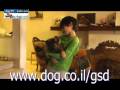 German Shepherd PUPPYS 7 wks old LEV PRAEE German Shepherd PUPPYS 7 wks old LEV PRAEE