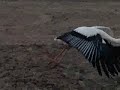 White Stork White Stork
