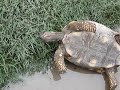 Vida de tortugas