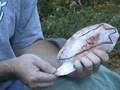 1st Ever knap video 6-2006 Part 1 of 2