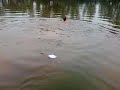 Xanders skinnydip