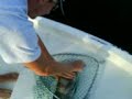 devil fish