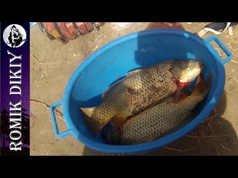 сазан дикий как ловить сазан дикий как ловить