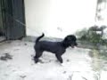 Little Cute Dog-www.ZonaKetawa.com