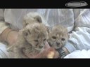Cheetah cubs debut