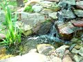 Lund and Field Gardens Waterfall Lund and Field Gardens Waterfall