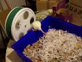 Rat kittens playing